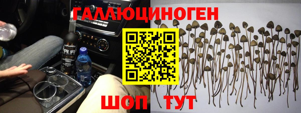 Галлюциногенные грибы Psilocybine cubensis  Вход с VPN  Юрга 